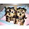 Super-sweet-t-cup-yorkie-puppies-available-now-for-free