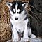 Beautiful-registered-siberian-husky-auppies-avaialable-for-adoption
