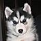 Familiar-male-and-female-siberian-husky-puppies-for-a-new-home