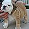 Two-akc-english-bulldog-puppies-for-rehoming