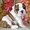 Excellent-akc-english-bully-pups-for-adoption