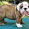 Home-raised-akc-english-bulldog-puppies-for-adoption